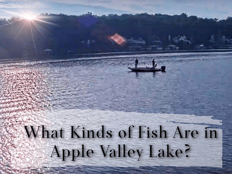 Real Estate Properties near Apple Valley Lake