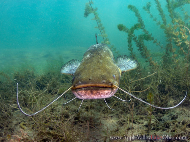 Apple Valley Lake Fishes